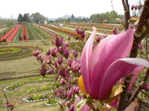 Kashmir Tour